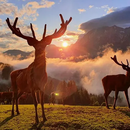 Apparthaus Taxegger 4* Haus im Ennstal