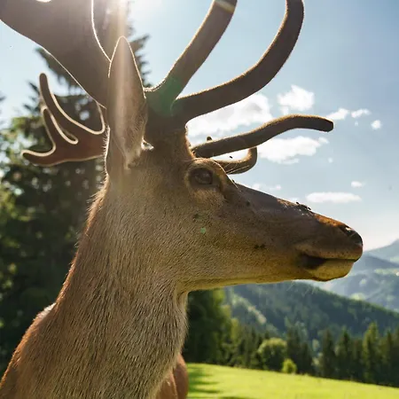 Apparthaus Taxegger בית הארחה האוס