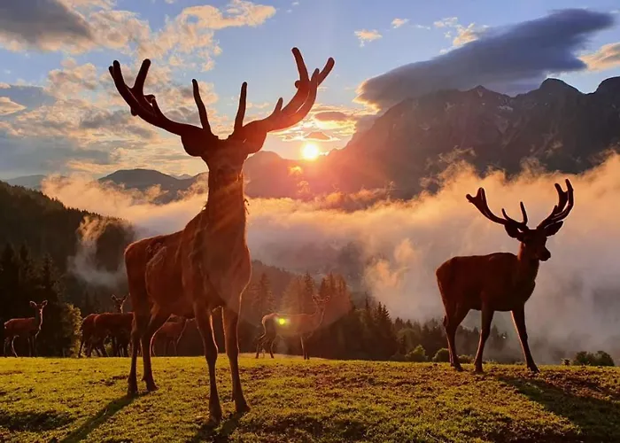 Apparthaus Taxegger 4* Haus im Ennstal