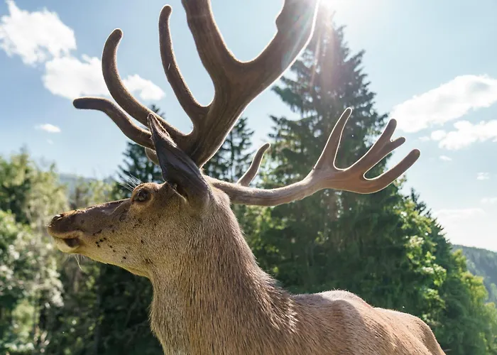 Pensión Apparthaus Taxegger Haus im Ennstal