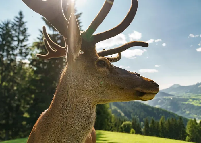 Apparthaus Taxegger Guest house Haus im Ennstal