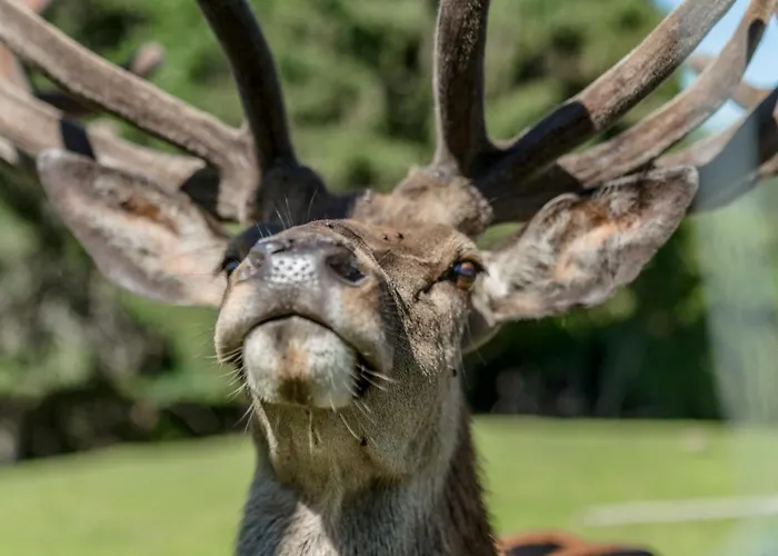 Apparthaus Taxegger Guest house 4*